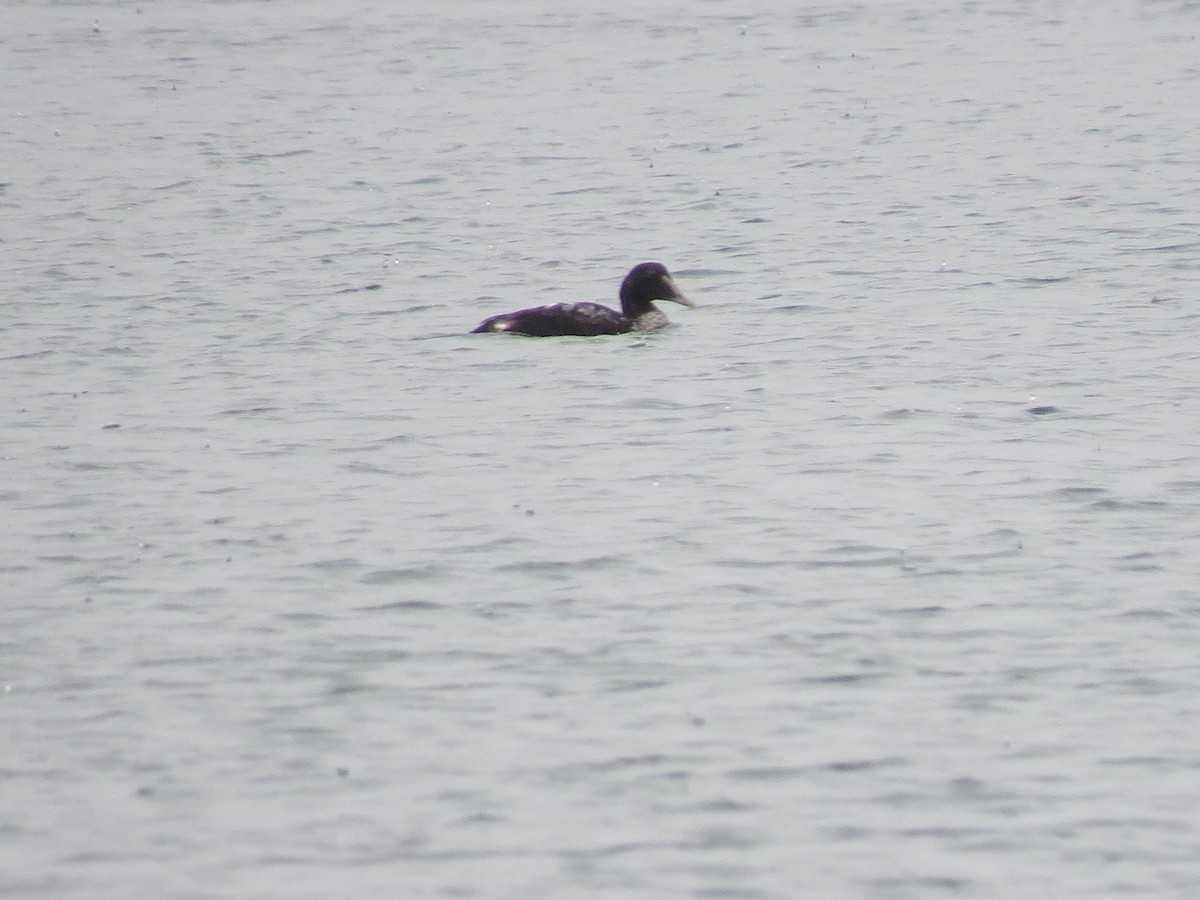 Common Eider - ML645661255
