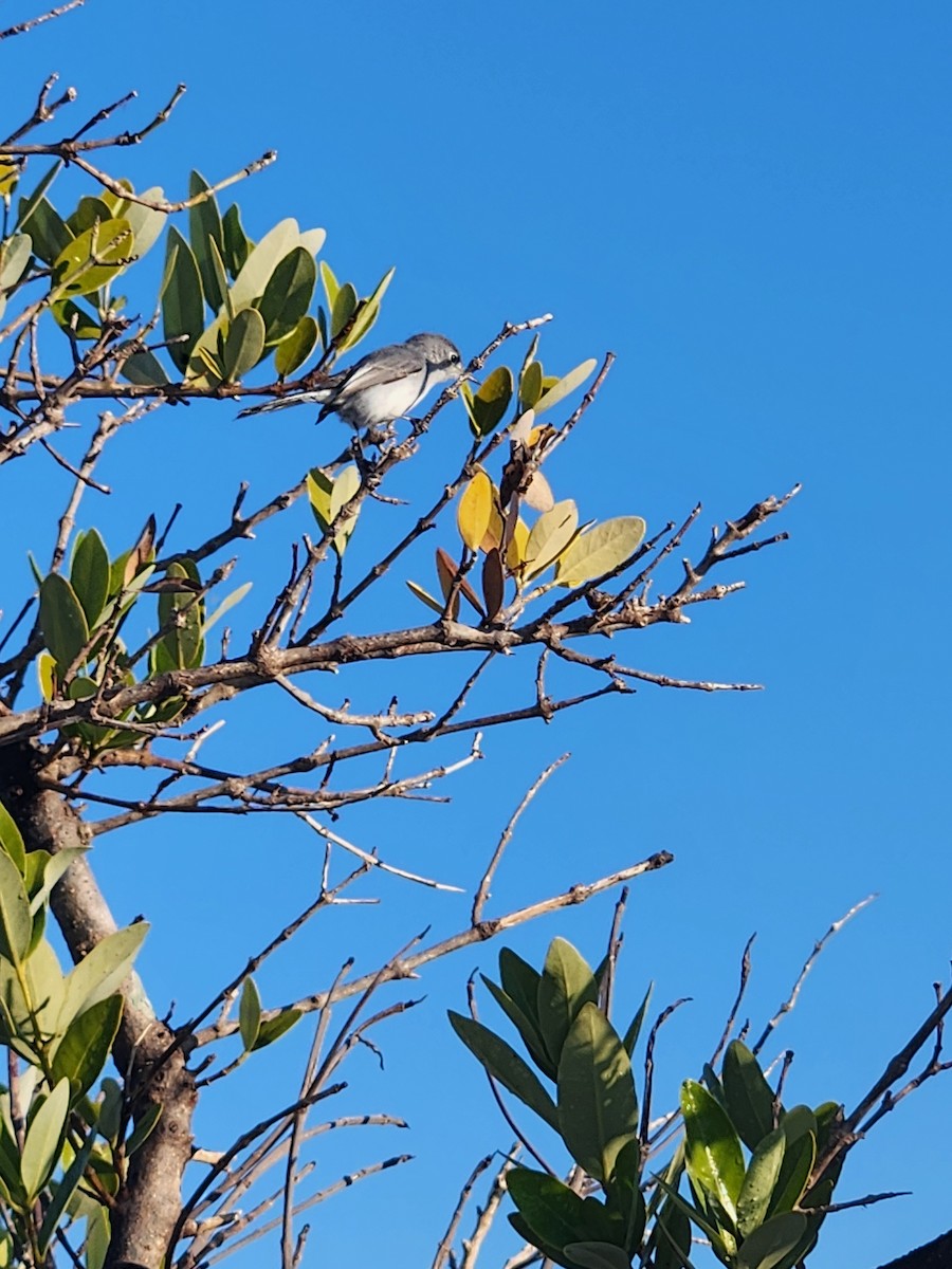 Blue-gray Gnatcatcher - ML645661259