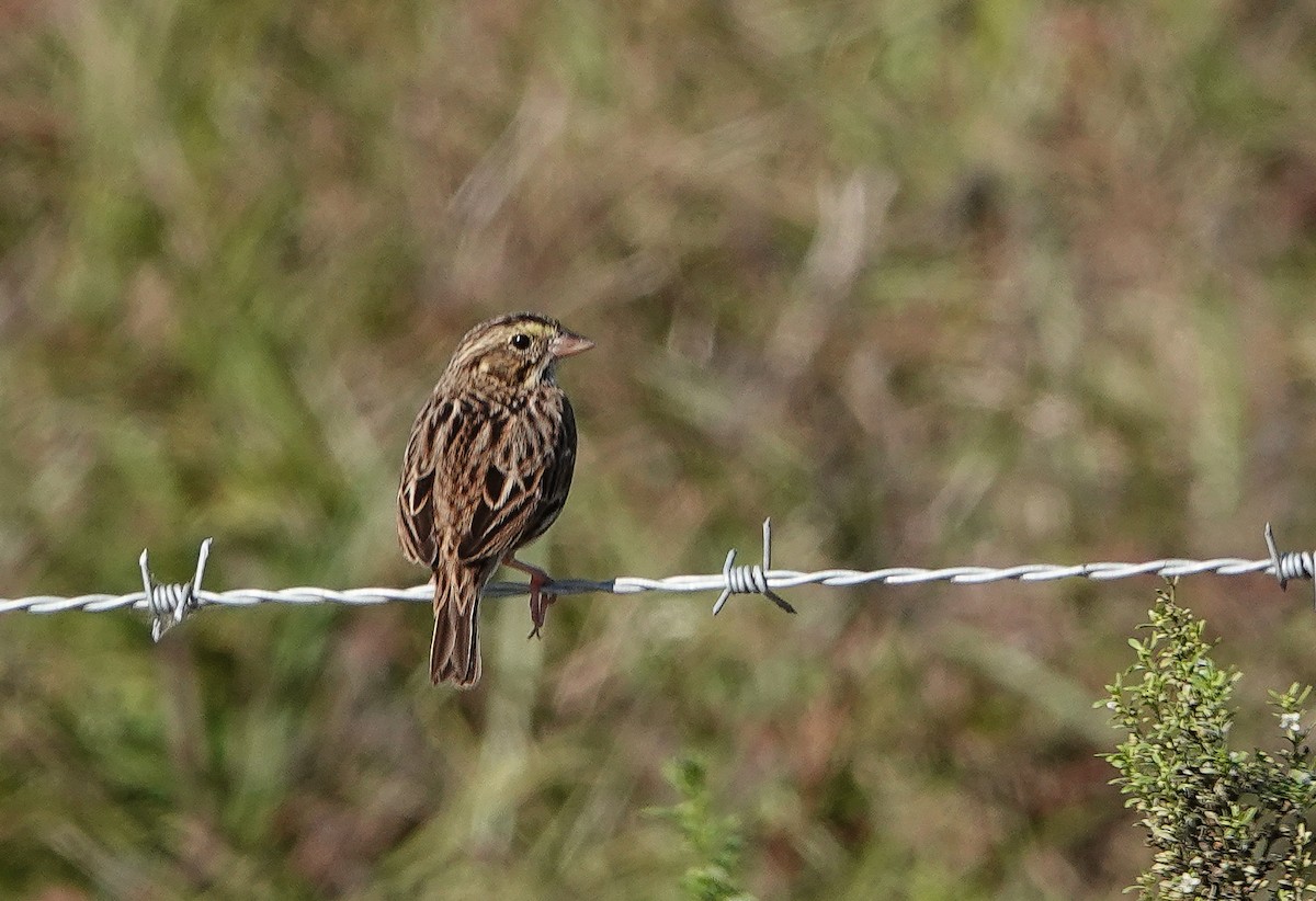 Savannah Sparrow - ML645661261