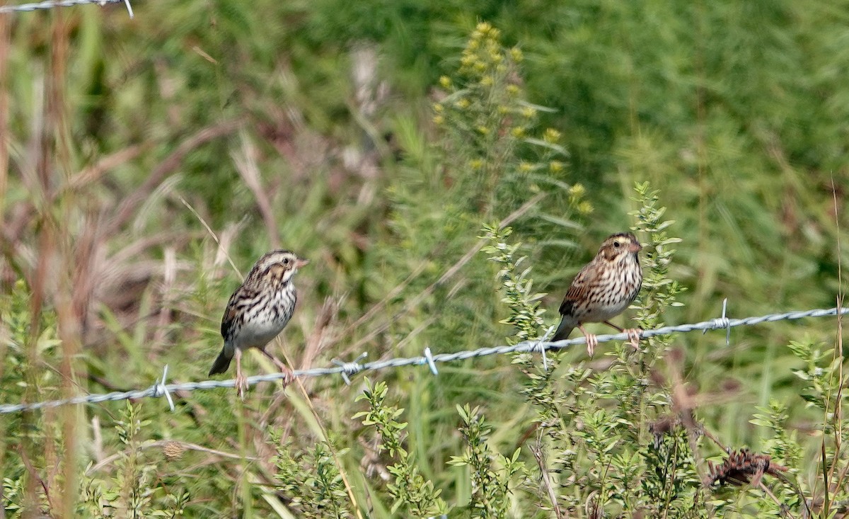 Savannah Sparrow - ML645661262