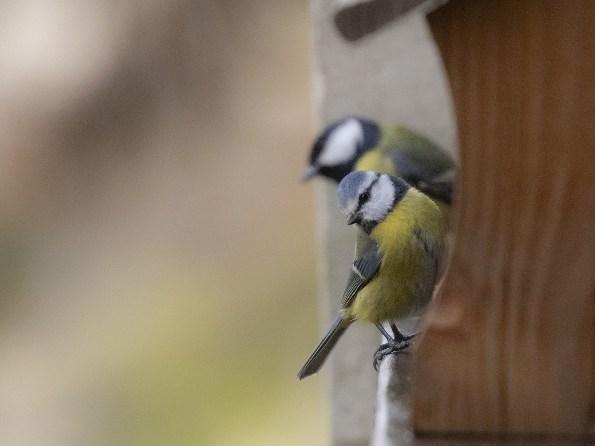 Eurasian Blue Tit - ML645661268