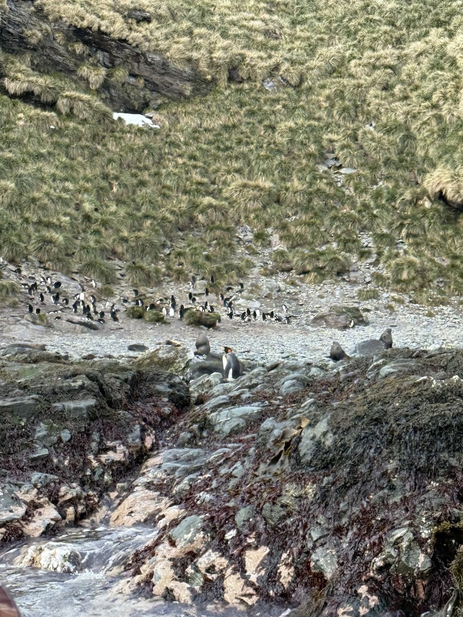 Pingüino Rey - ML645661271