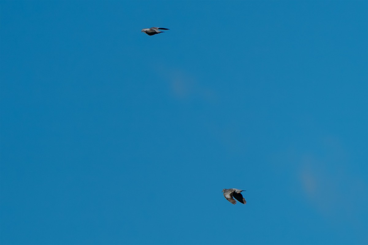 Stock Dove - ML645661272