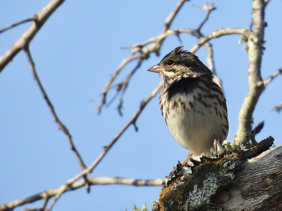 Savannah Sparrow - ML645661274