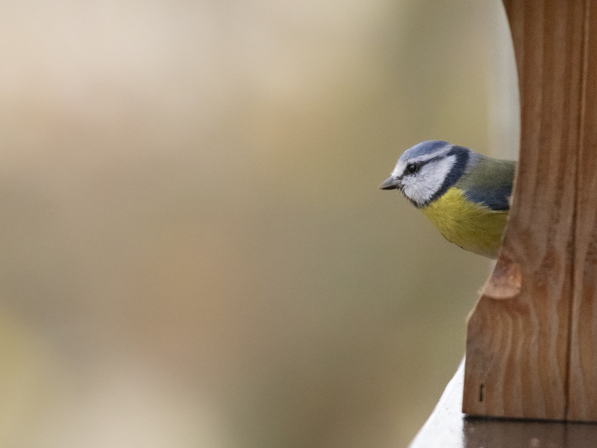 Eurasian Blue Tit - ML645661277