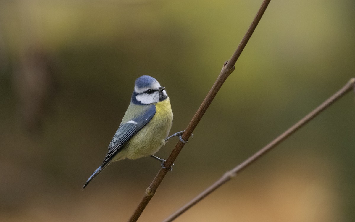 Eurasian Blue Tit - ML645661278