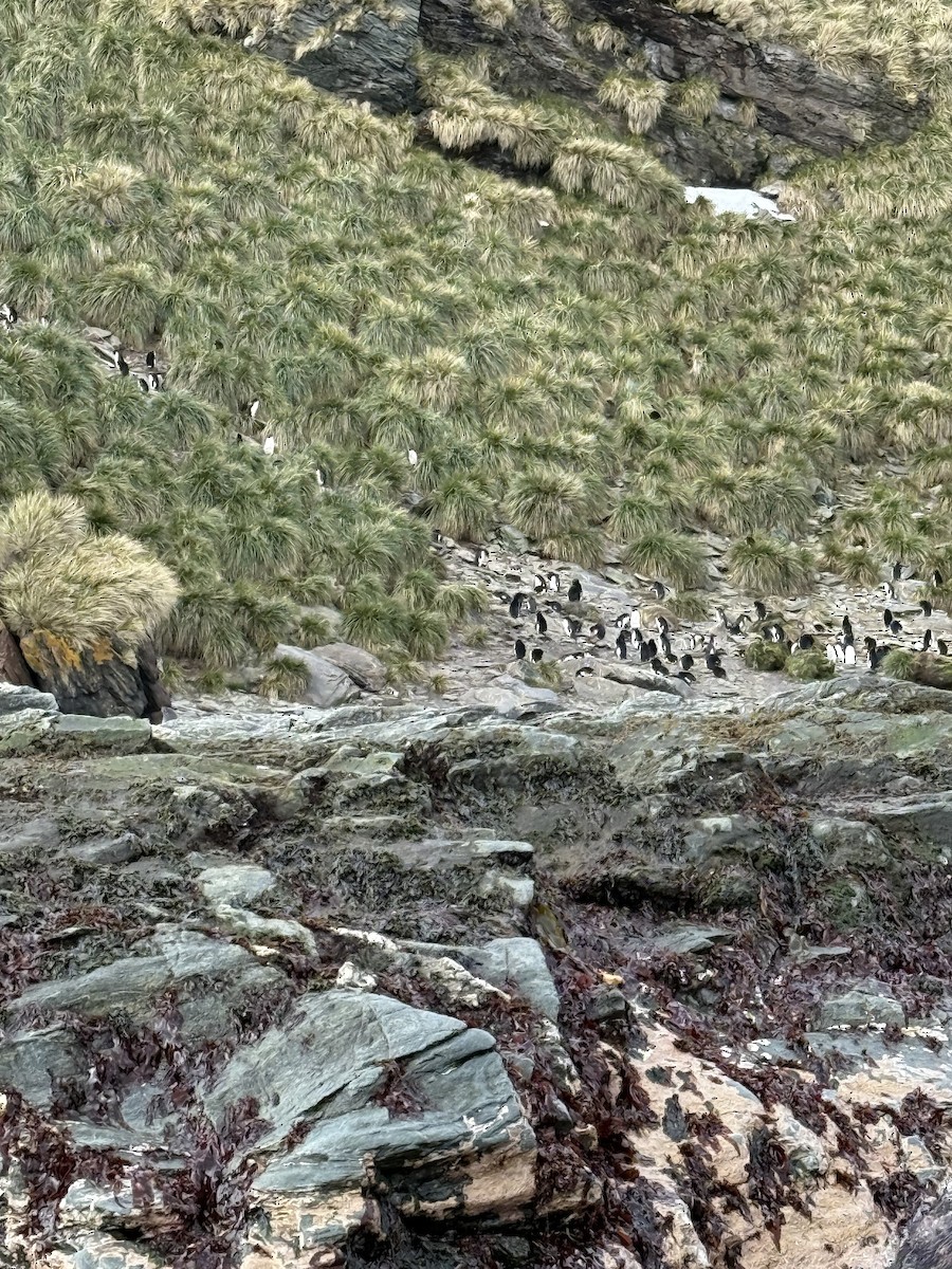 Pingüino Macaroni - ML645661279