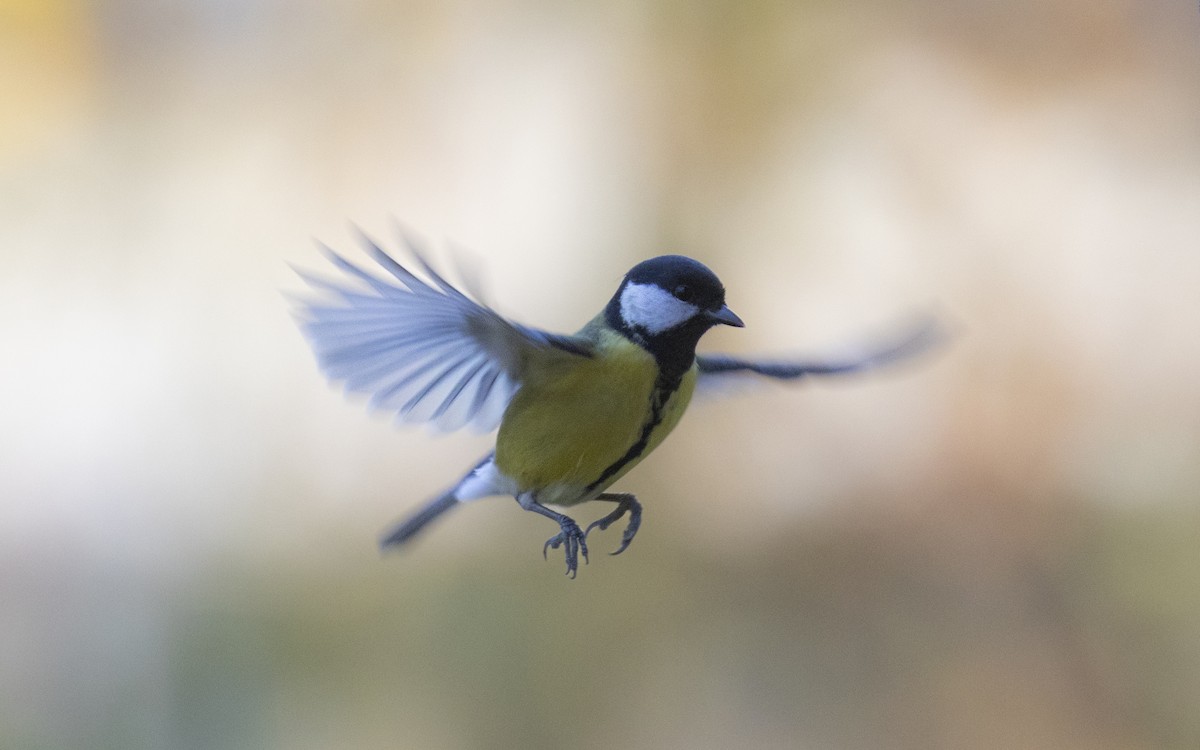 Great Tit - ML645661290