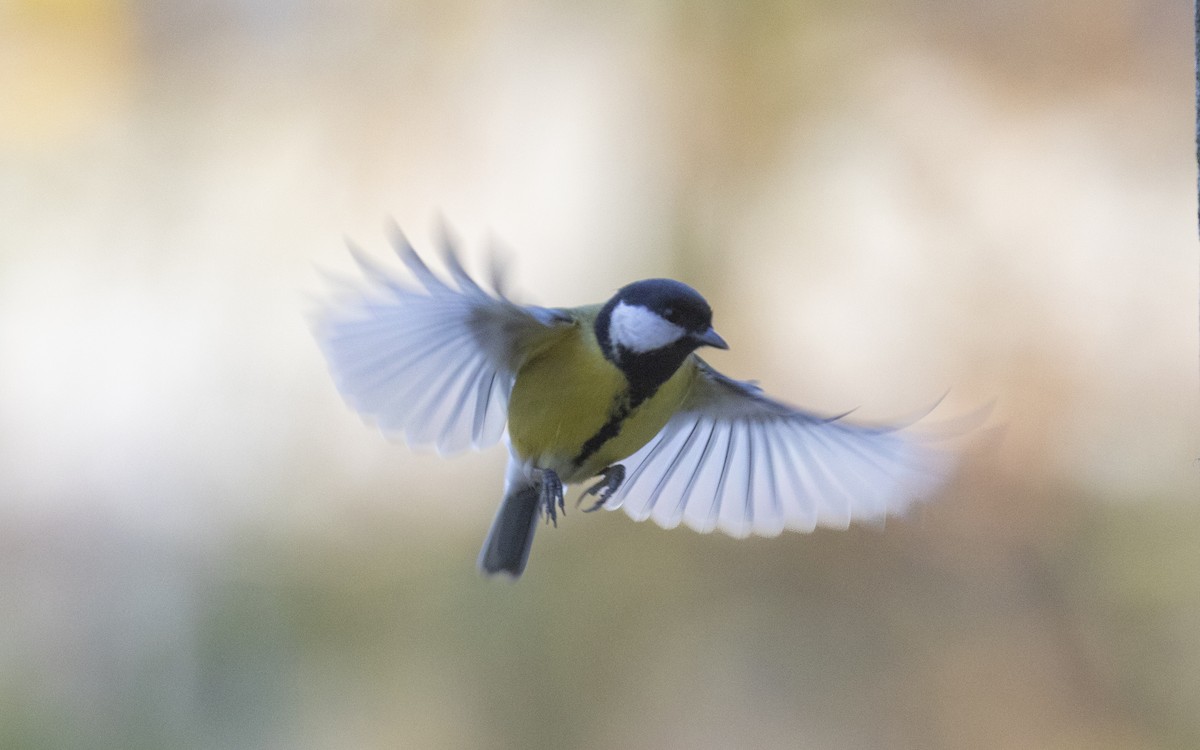 Great Tit - ML645661291