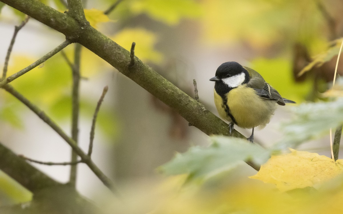 Great Tit - ML645661292
