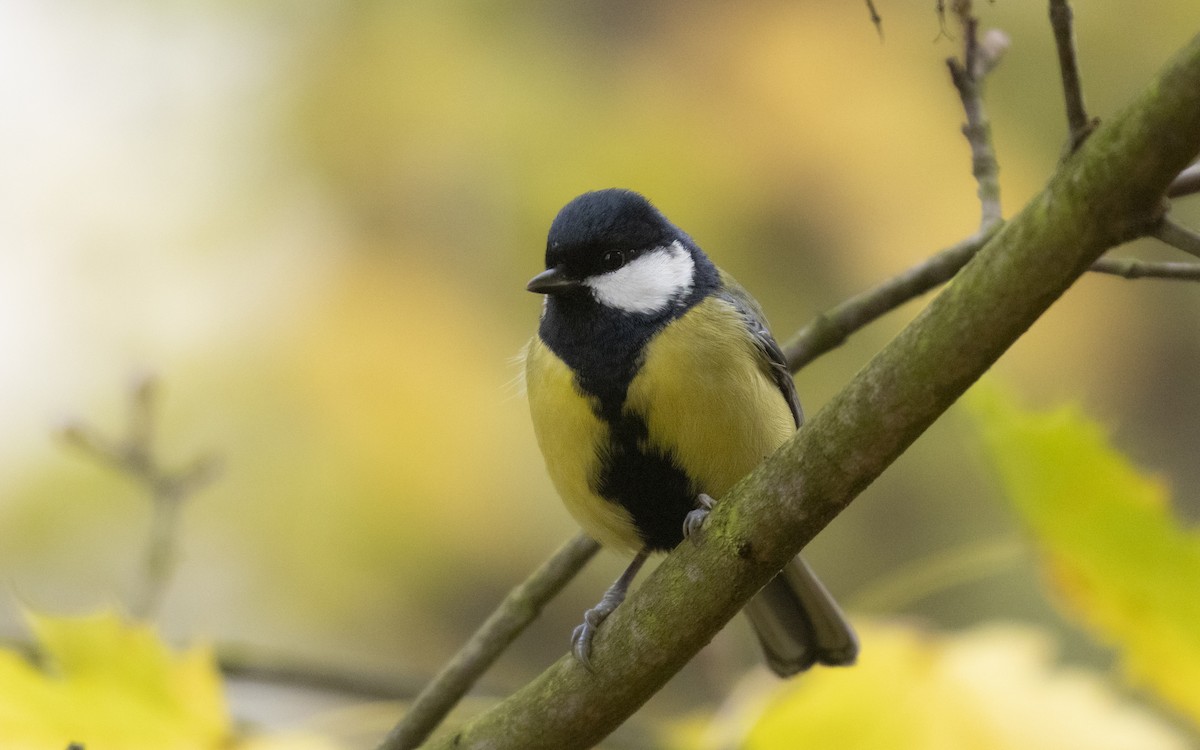Great Tit - ML645661294