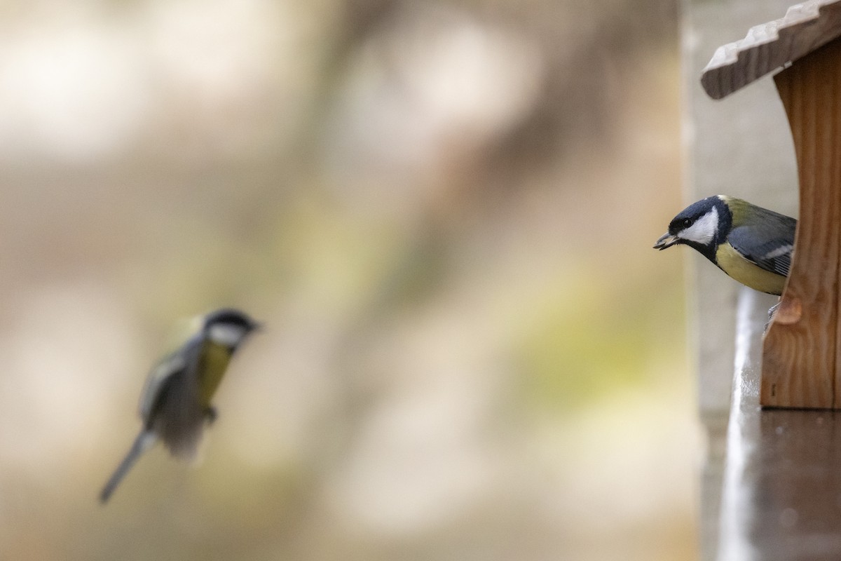 Great Tit - ML645661295