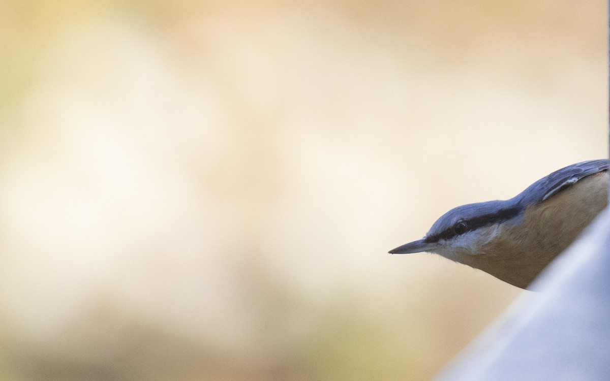 Garrapo eurasiarra - ML645661298