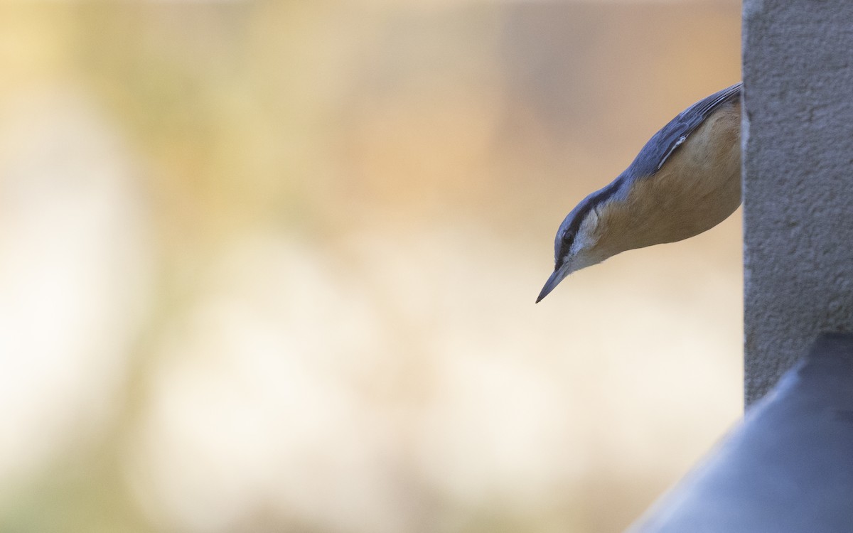 Garrapo eurasiarra - ML645661299