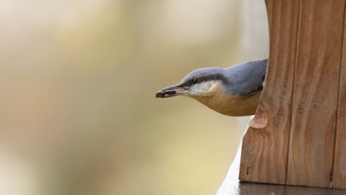 Garrapo eurasiarra - ML645661302