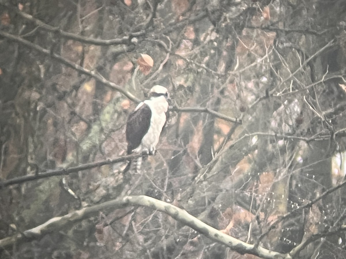 Osprey - ML645661305