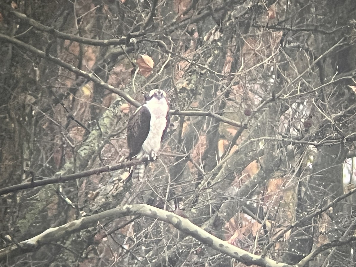 Osprey - ML645661306