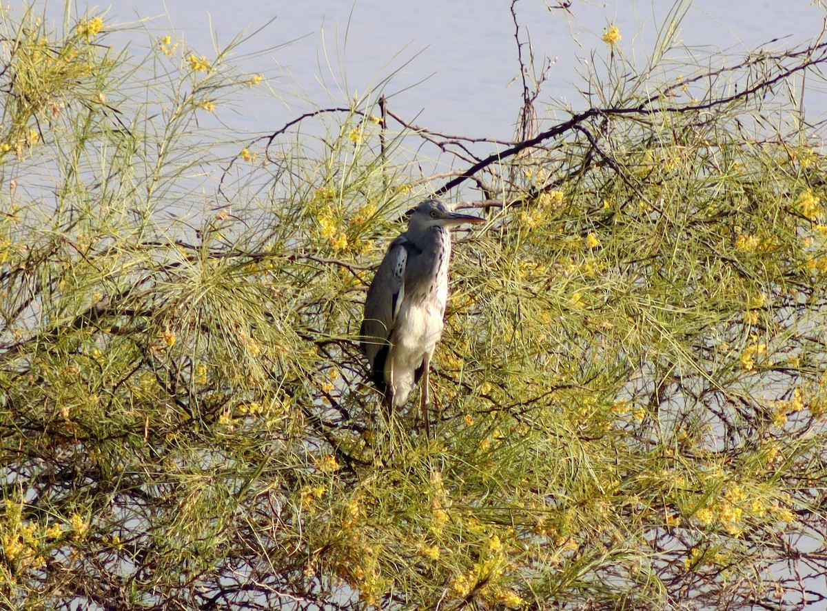 Gray Heron - ML645661308