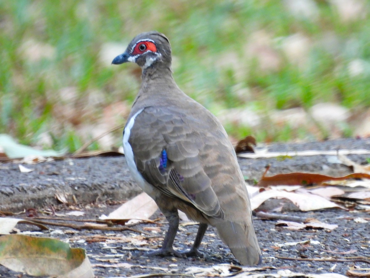 Partridge Pigeon - ML645661311