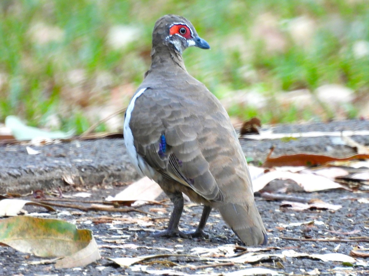 Partridge Pigeon - ML645661327
