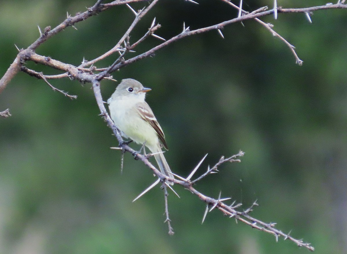 Mosquero (Empidonax) sp. - ML645661339