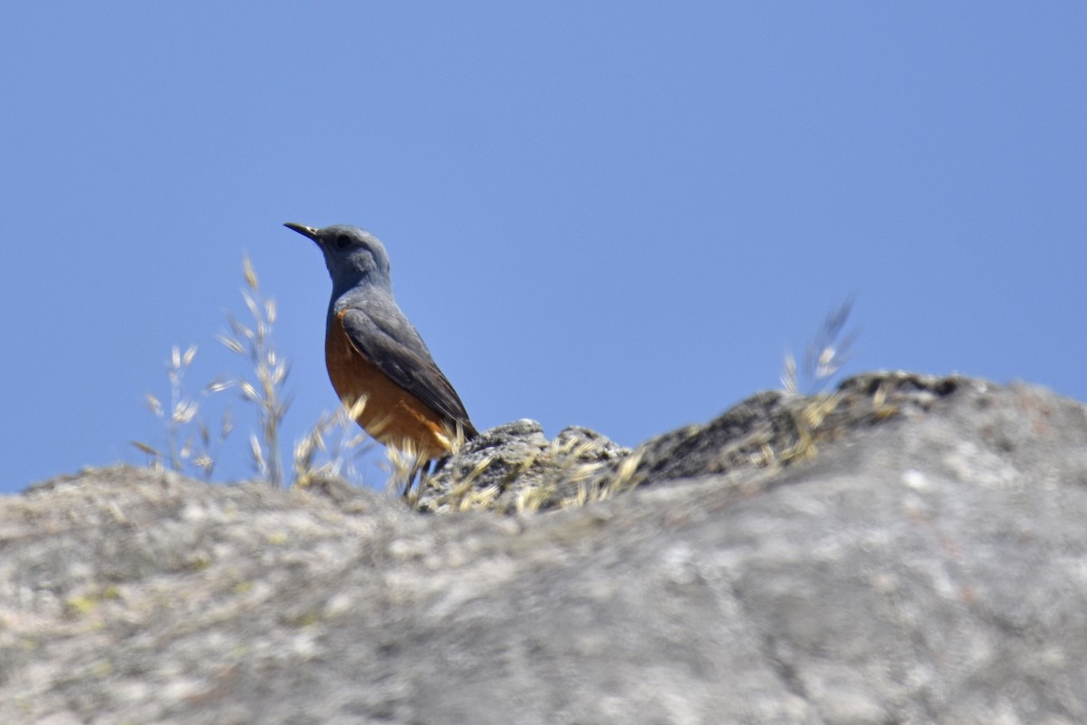Roquero Centinela - ML645661340