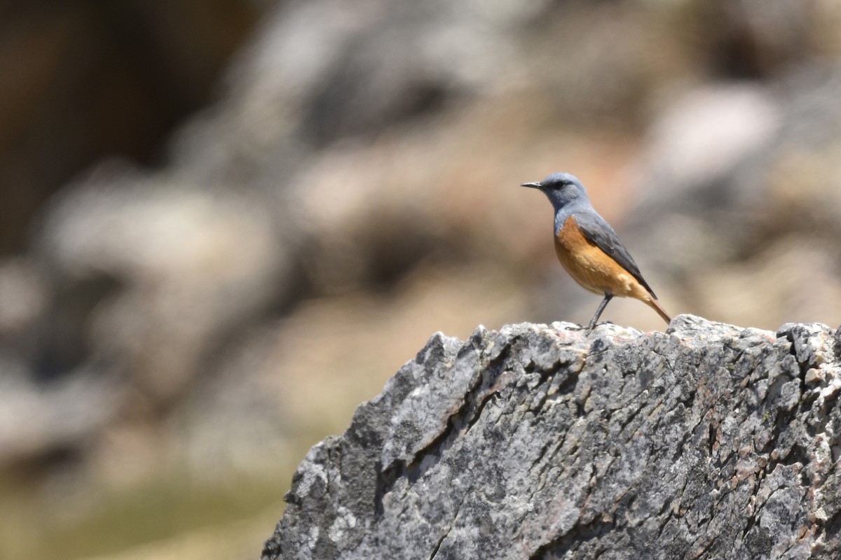 Roquero Centinela - ML645661341