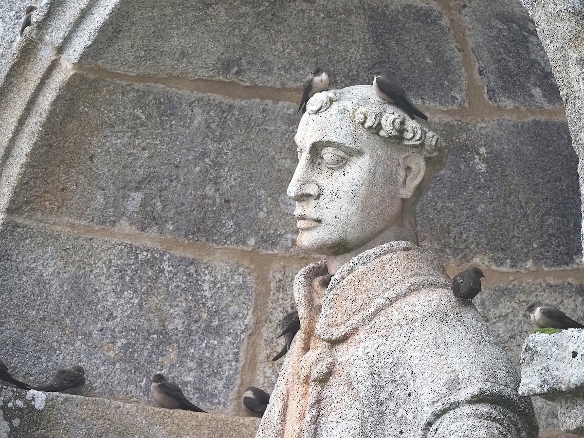 Avión Roquero - ML645661342