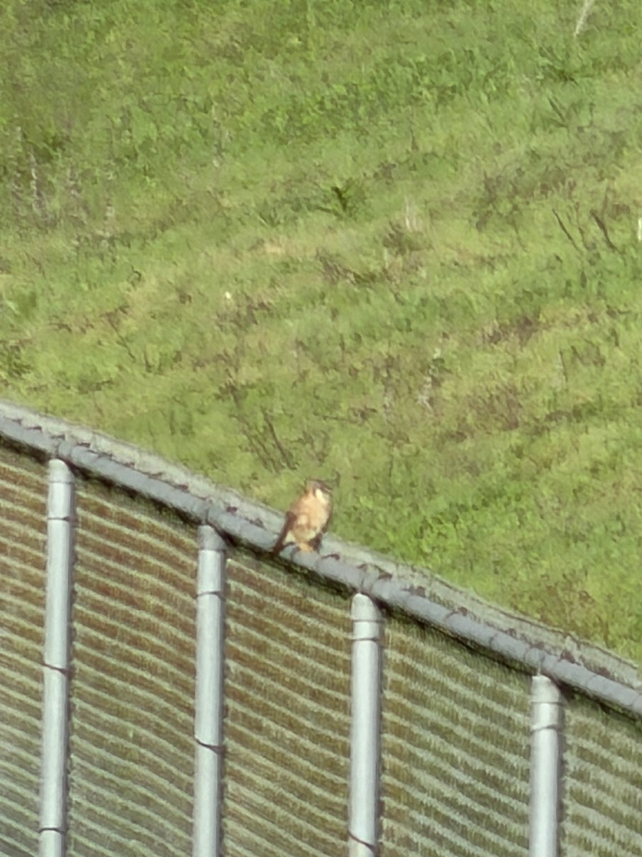 Cernícalo Americano - ML645661343