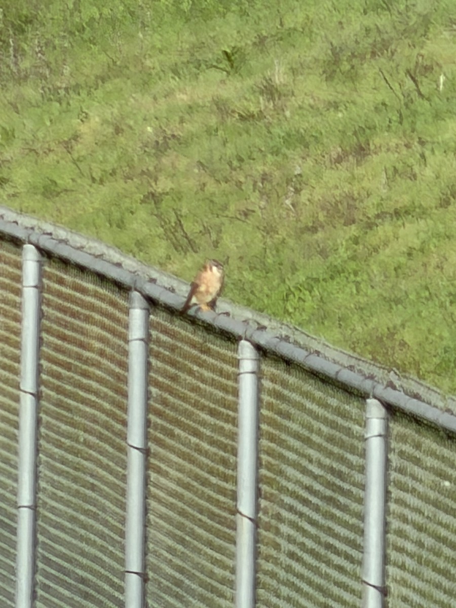 Cernícalo Americano - ML645661344