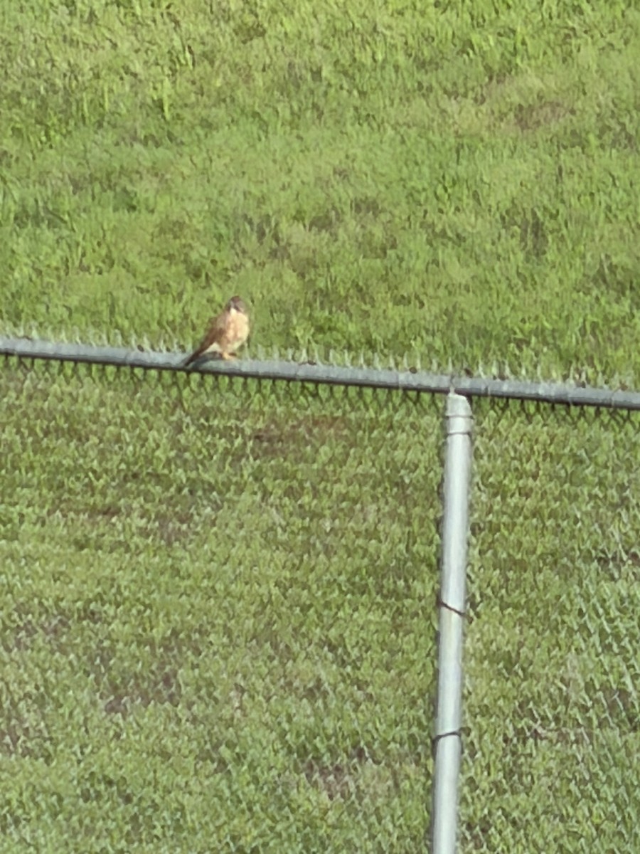 Cernícalo Americano - ML645661345