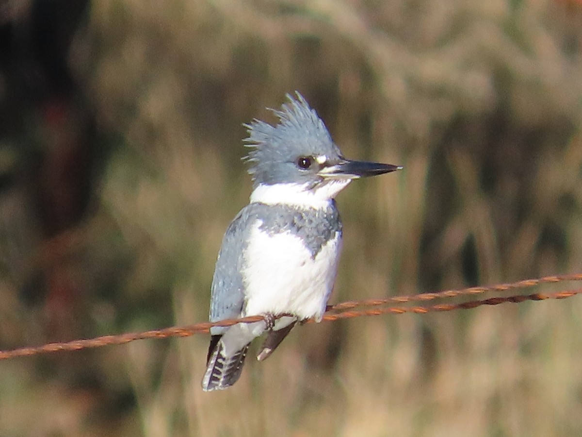 Martín Gigante Norteamericano - ML645661347