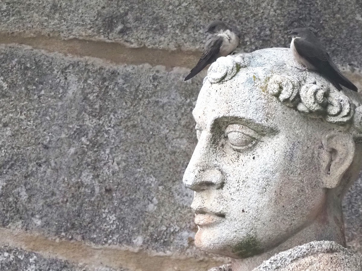 Avión Roquero - ML645661348