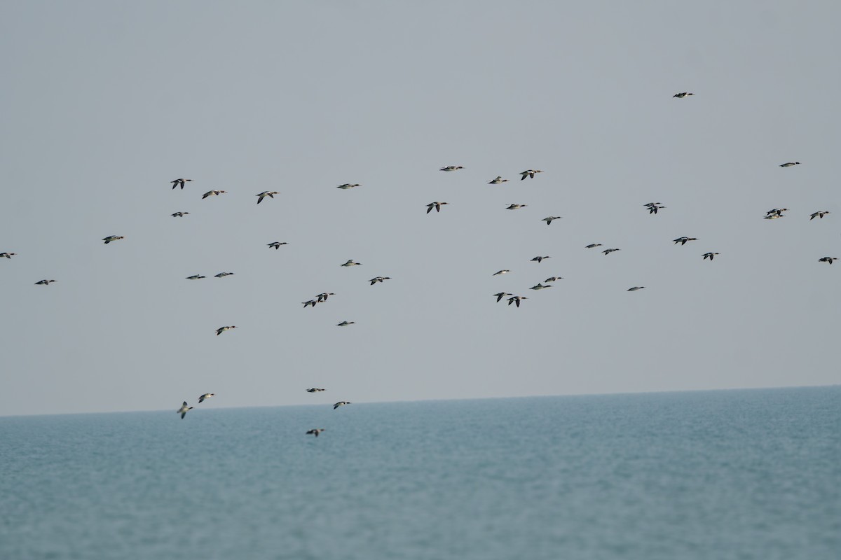 Serreta Mediana - ML645661350