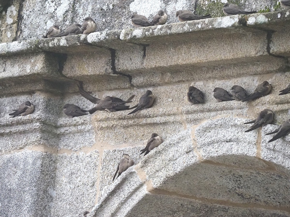 Avión Roquero - ML645661352