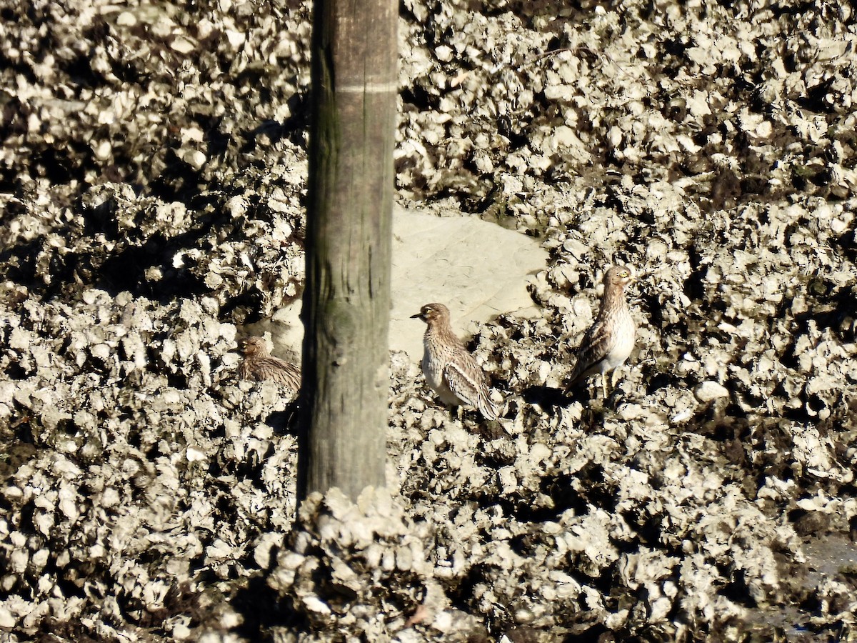 Alcaraván Común - ML645661356