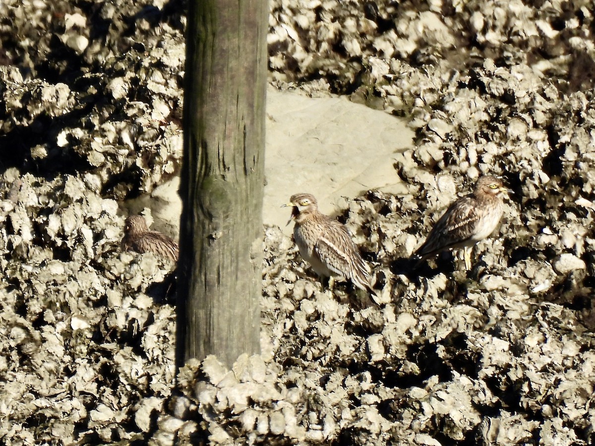 Alcaraván Común - ML645661358