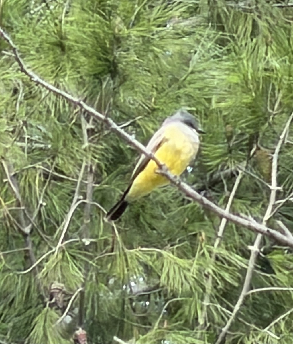 Tirano Gritón - ML645661359