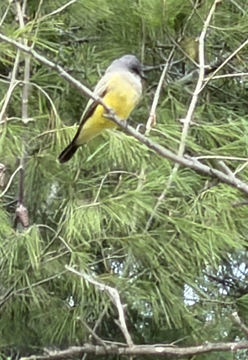 Tirano Gritón - ML645661360