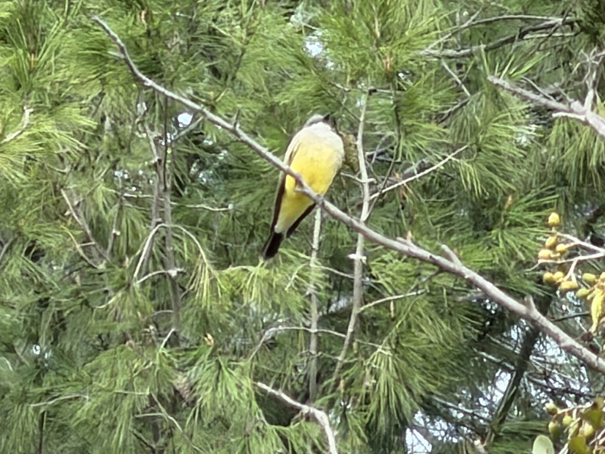 Tirano Gritón - ML645661361