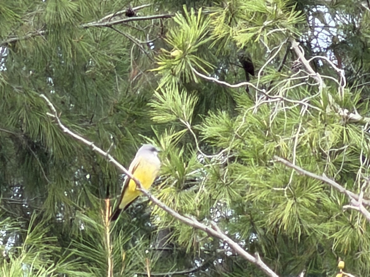 Tirano Gritón - ML645661362