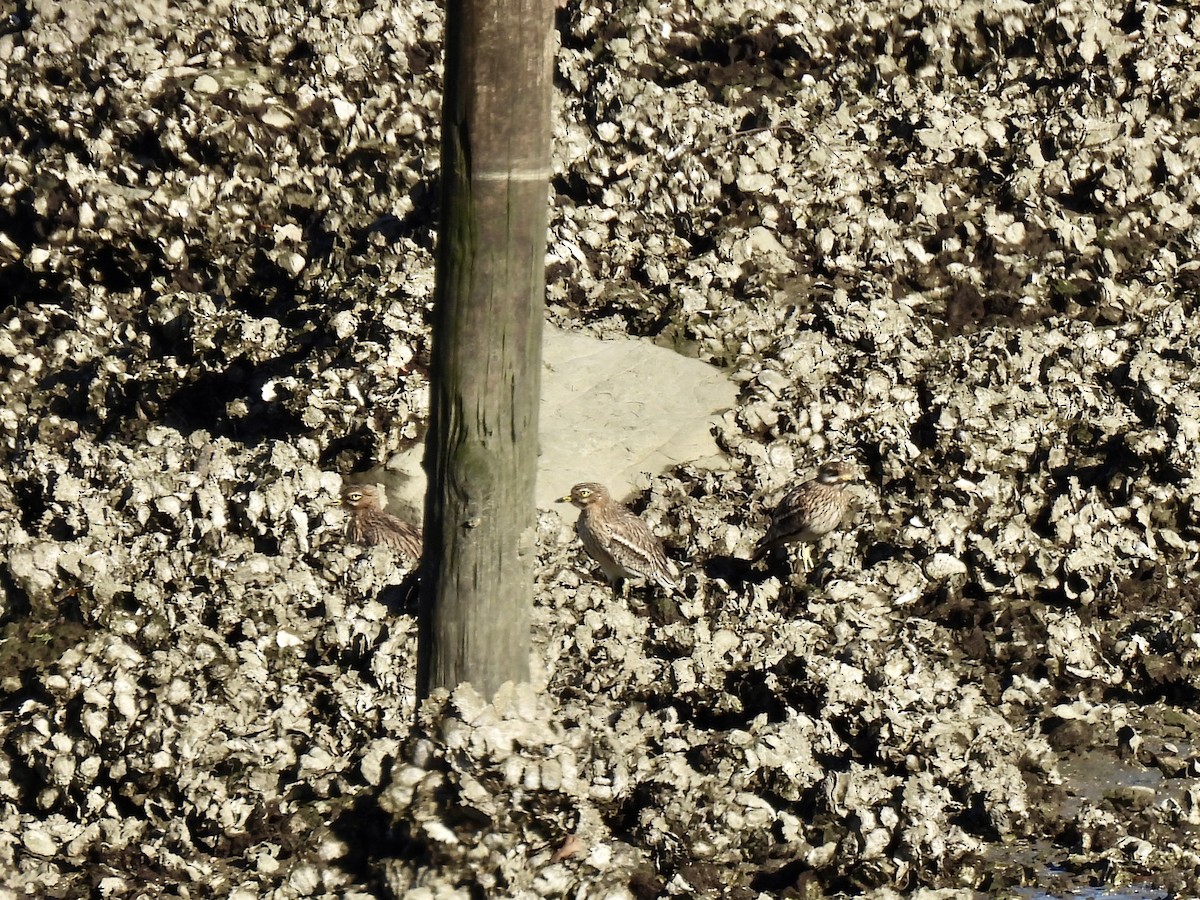 Alcaraván Común - ML645661363