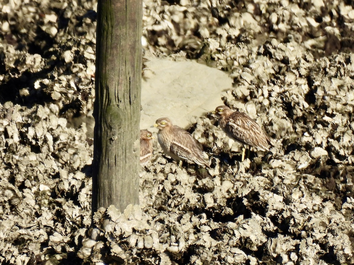 Alcaraván Común - ML645661364