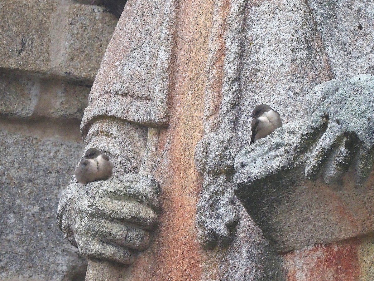 Avión Roquero - ML645661365