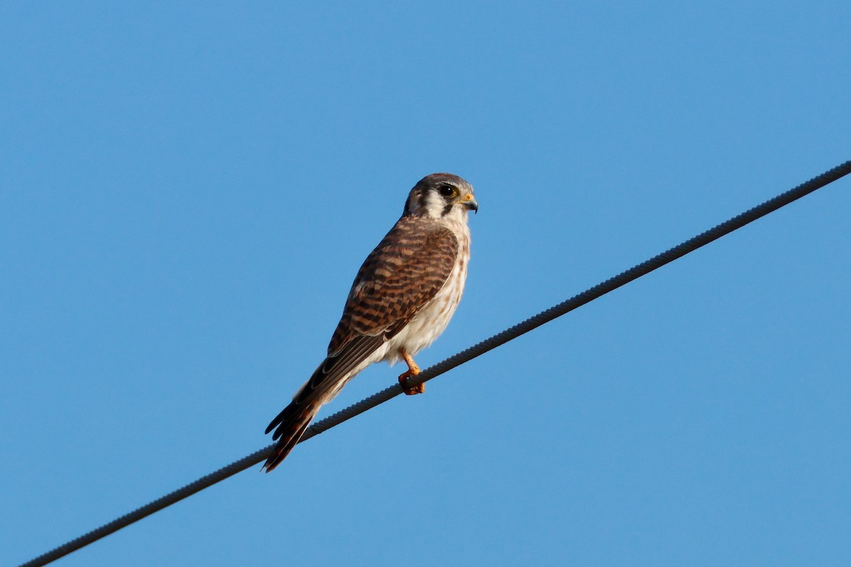 Cernícalo Americano - ML645661366