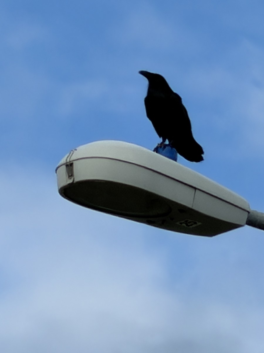 Cuervo Americano - ML645661369