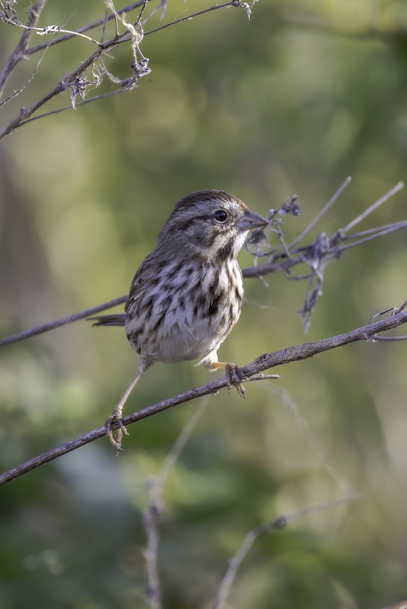 Chingolo Cantor - ML645661370