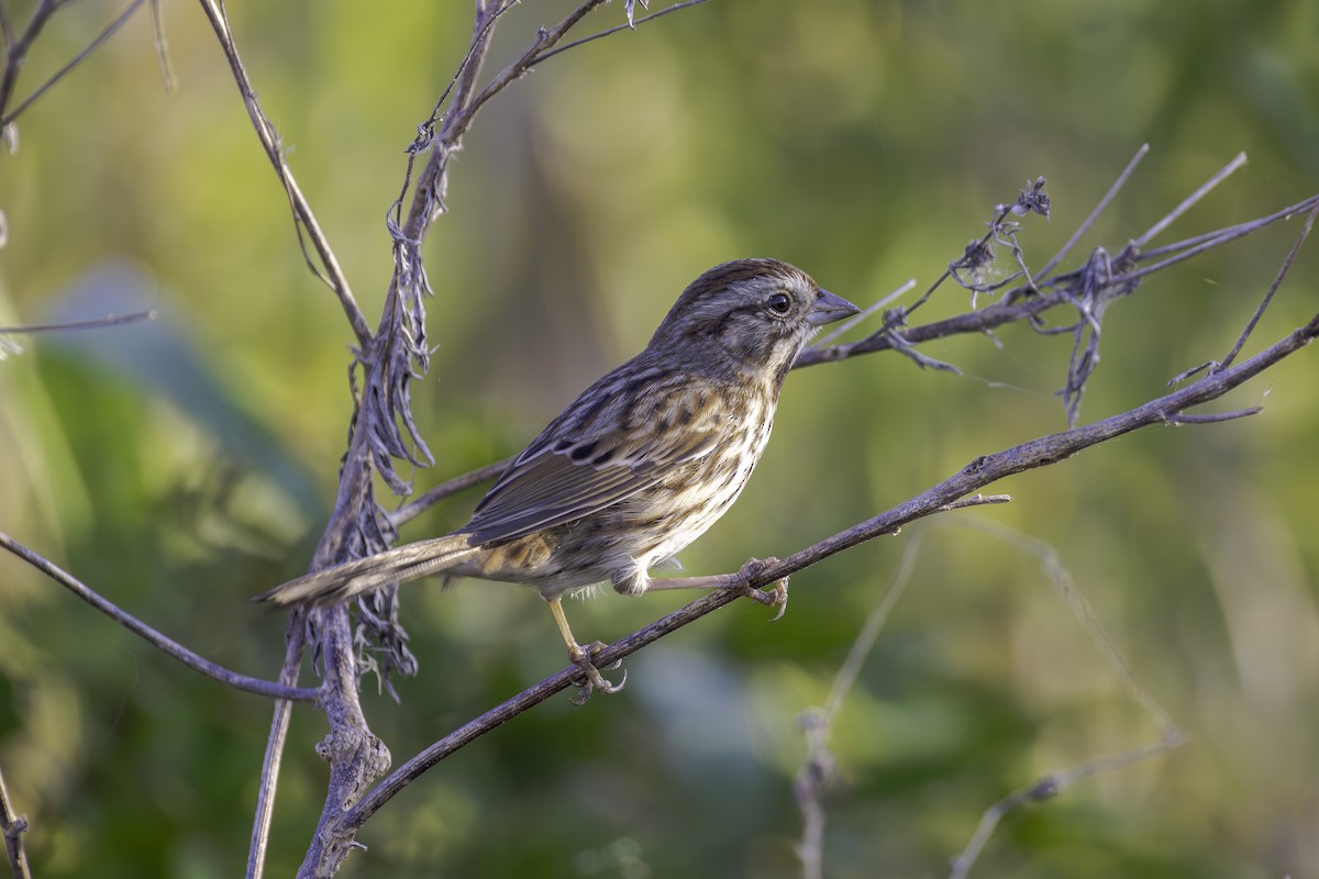 Chingolo Cantor - ML645661371