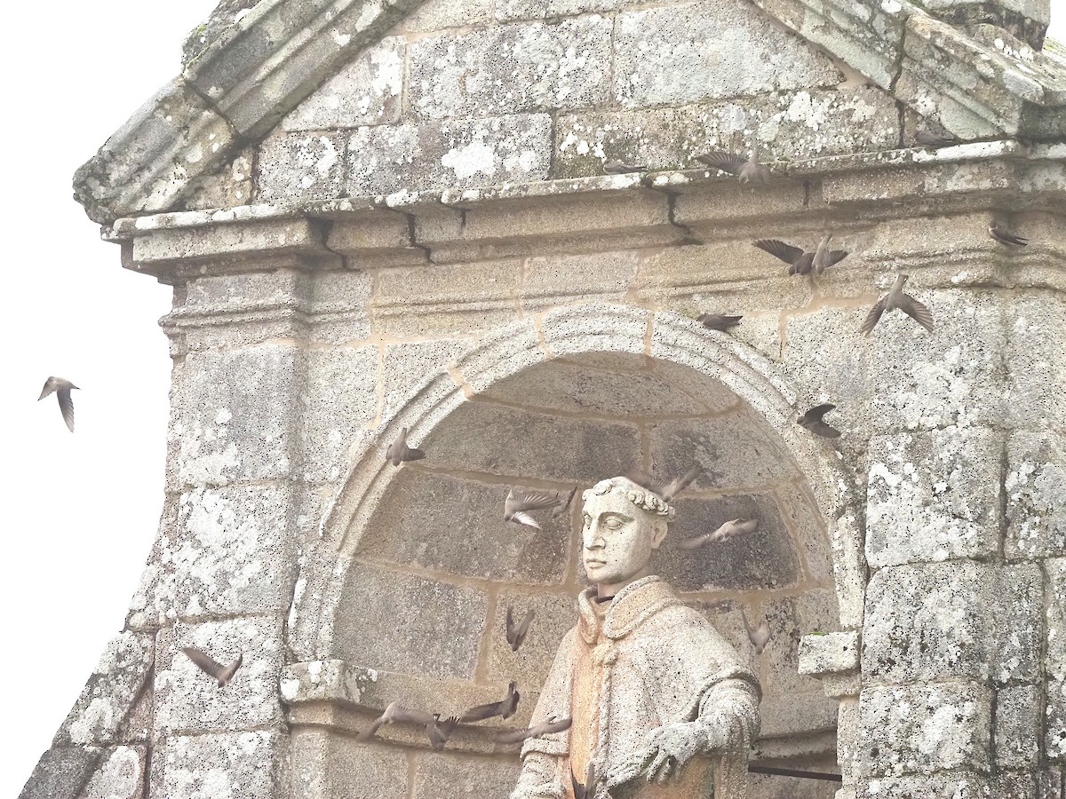 Avión Roquero - ML645661372