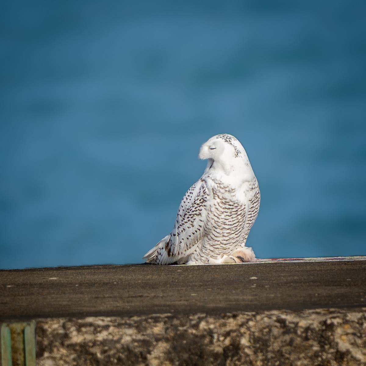 Harfang des neiges - ML645661373